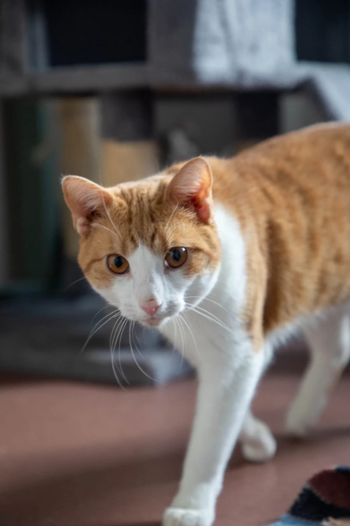 Kurre, female mixed breed for adoption at Djurens Vanner Goteborg