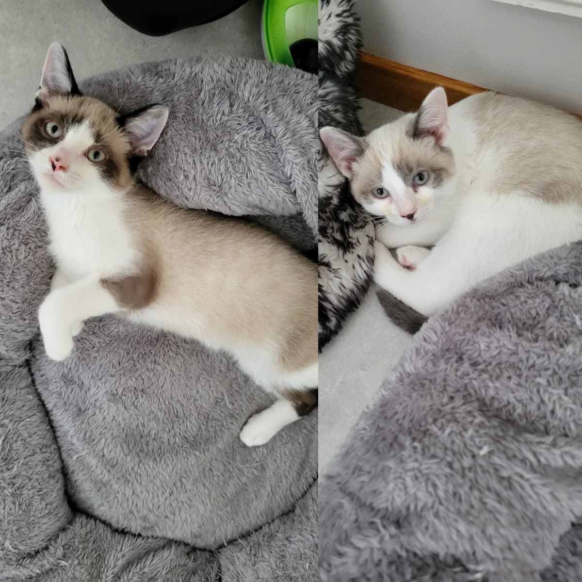 Lovis, female mixed breed for adoption at Djurens Vanner Goteborg