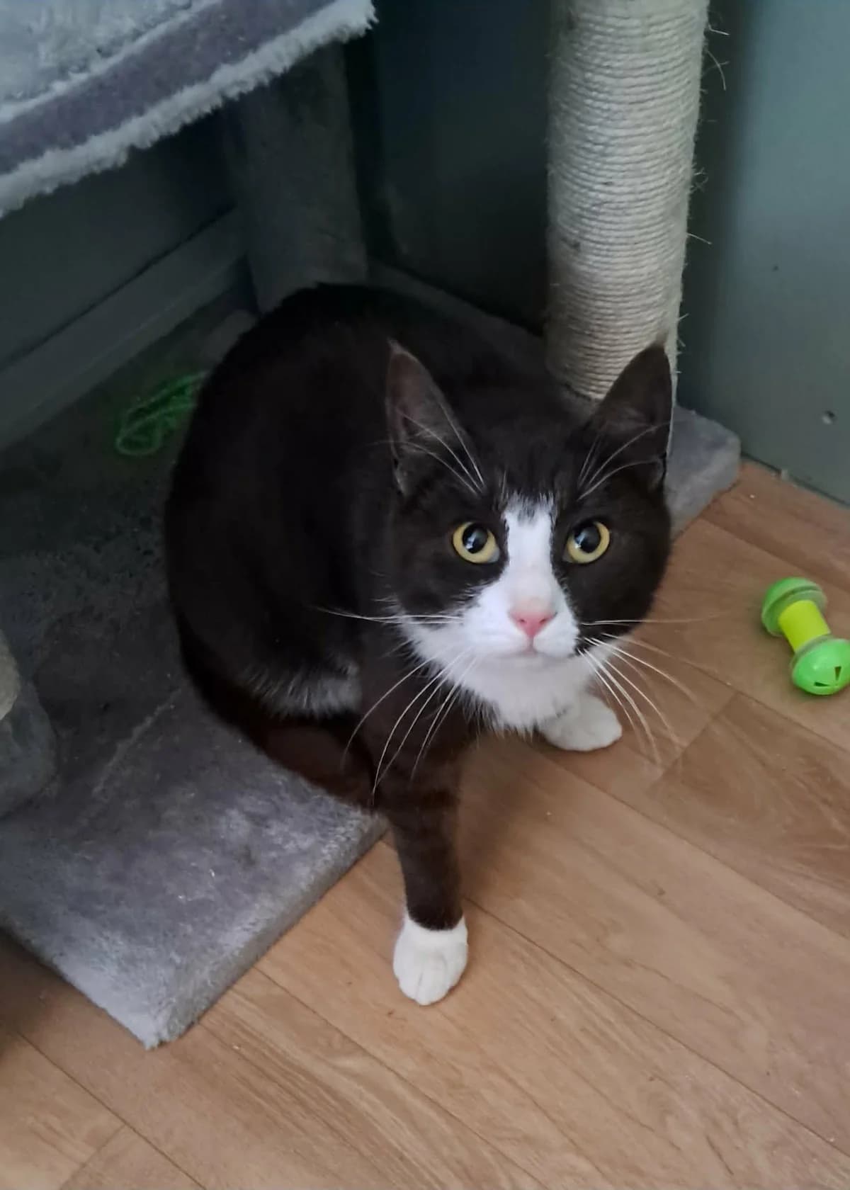 Majk(tingad), male mixed breed for adoption at Djurens Vanner Goteborg