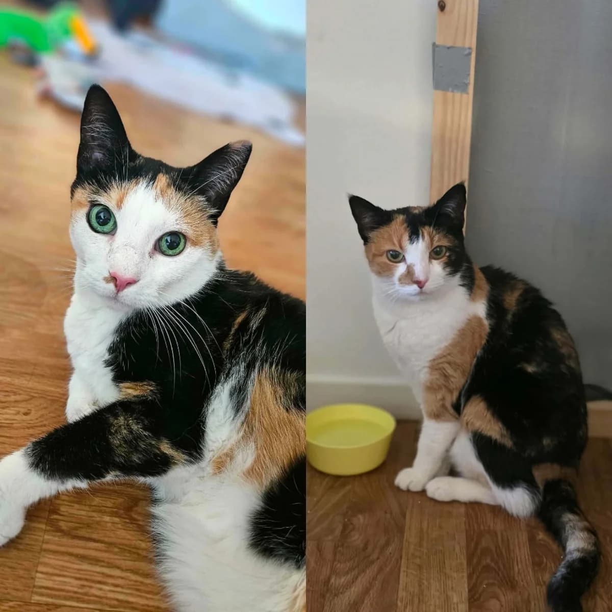 Mazda, female mixed breed for adoption at Djurens Vanner Goteborg