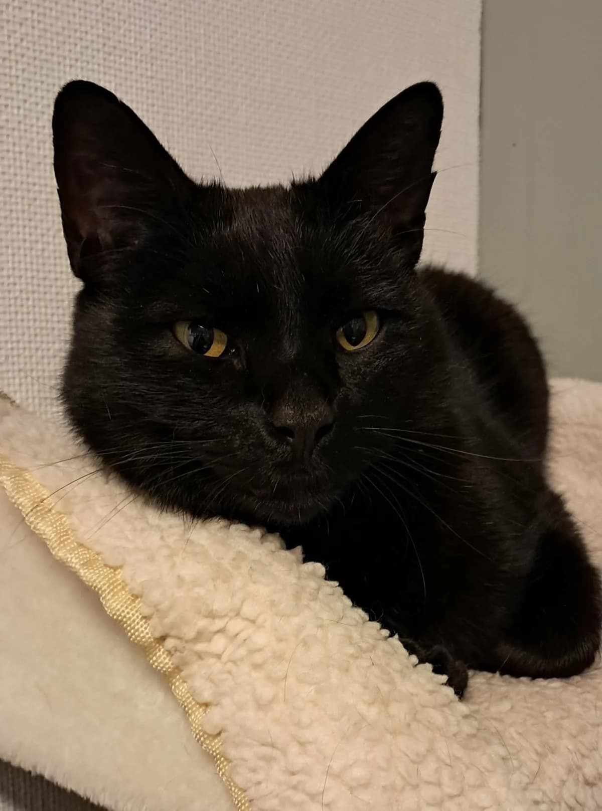 Nazli(väntar besök), female mixed breed for adoption at Djurens Vanner Goteborg