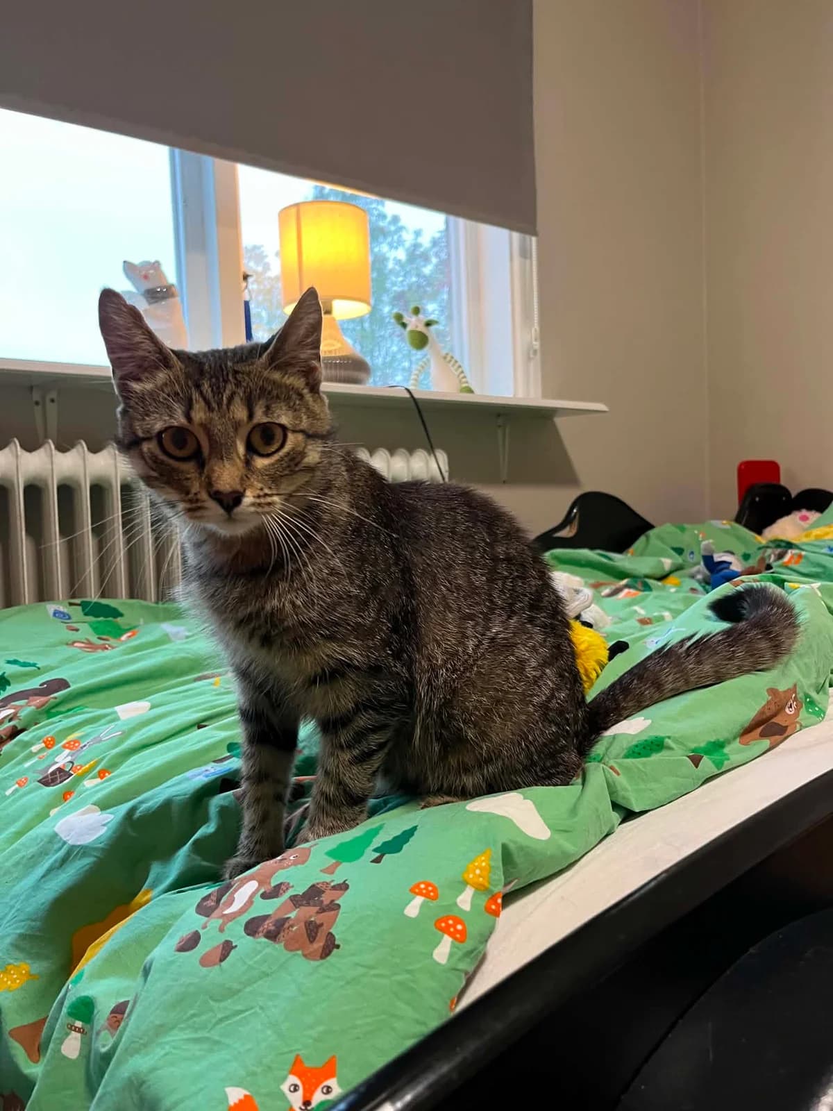 Nero, male mixed breed for adoption at Djurens Vanner Goteborg