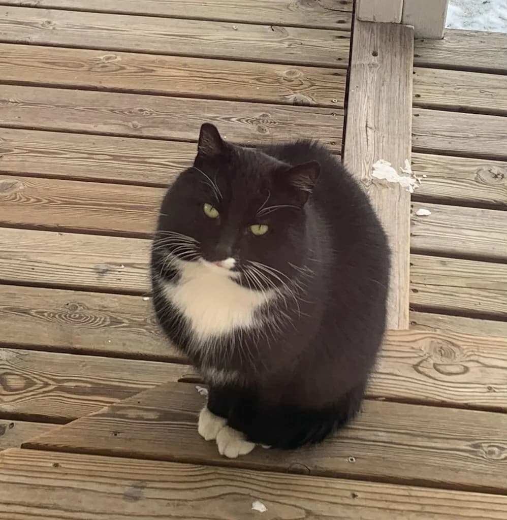 Octavia och Morran, gra mixed breed for adoption at Djurens Vanner Goteborg