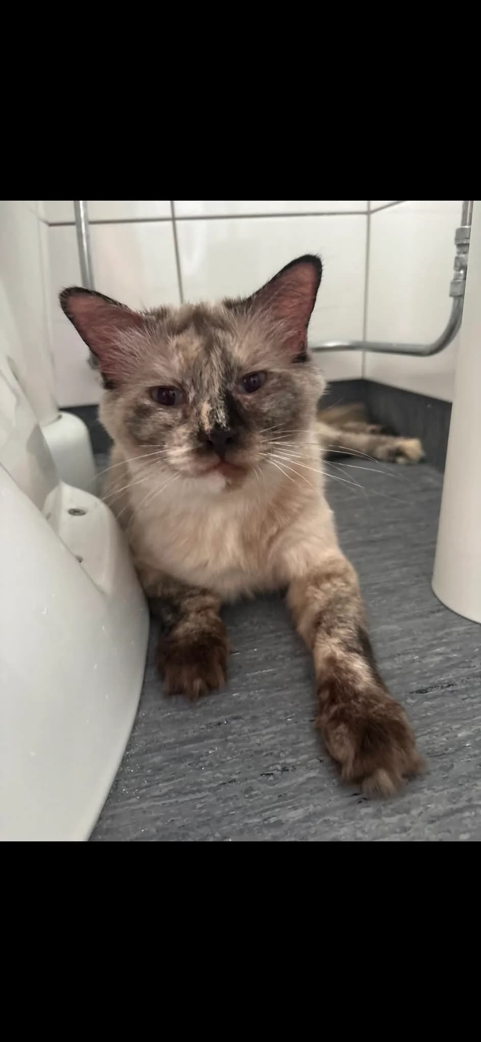 Simba, female 4yo mixed breed for adoption at Djurens Vanner Goteborg