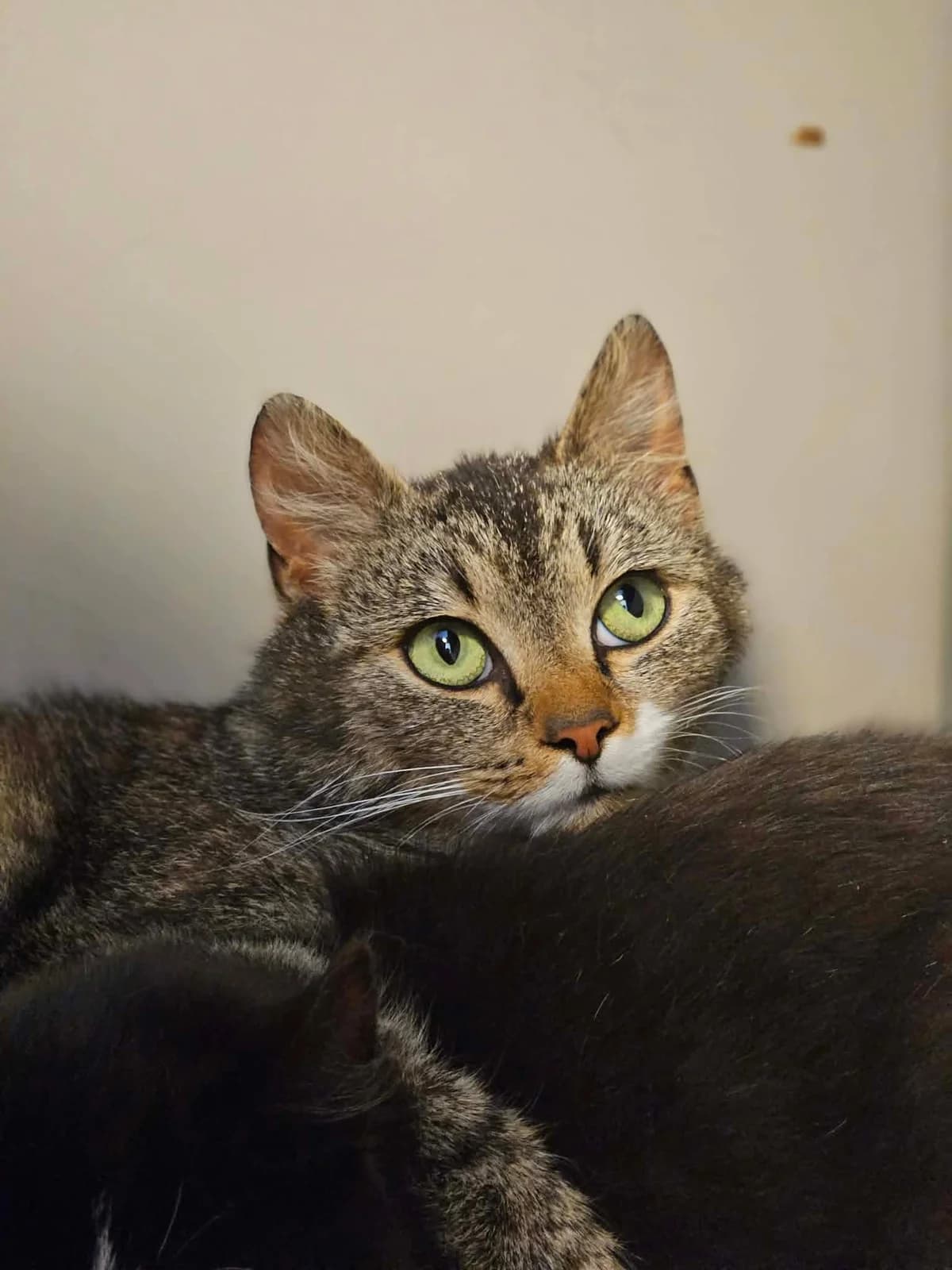 Skellige, female mixed breed for adoption at Djurens Vanner Goteborg