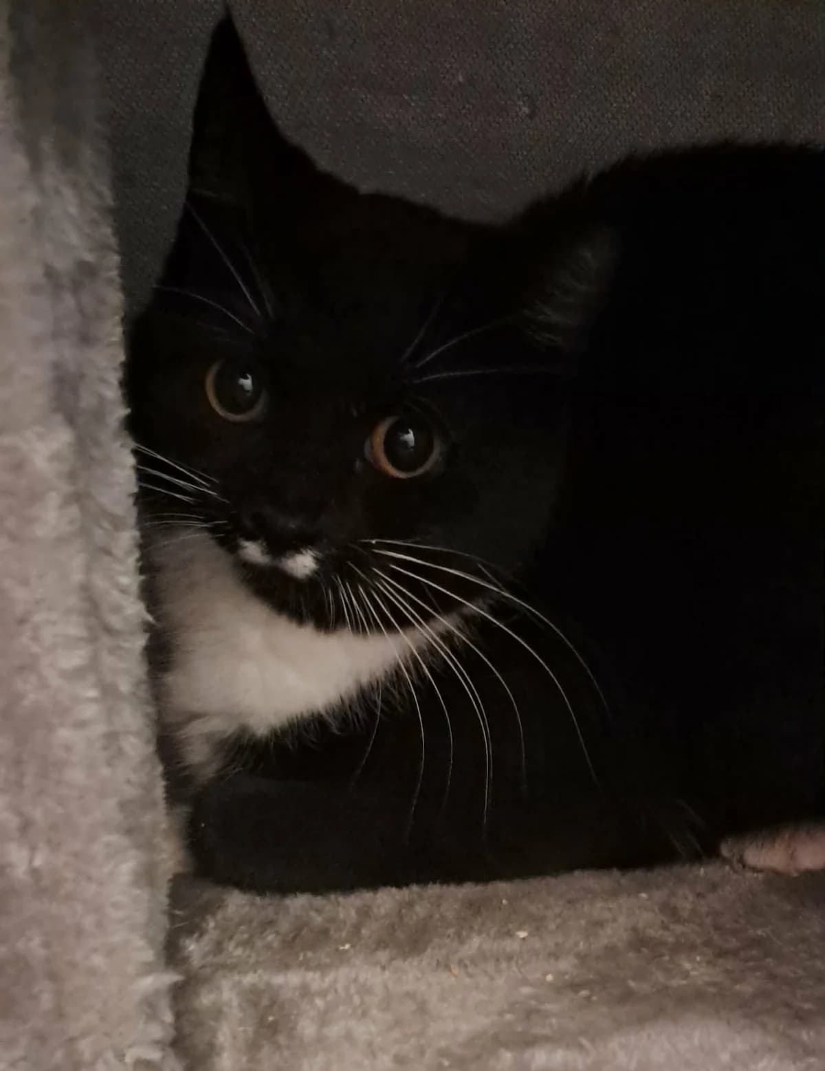 Solveig, female mixed breed for adoption at Djurens Vanner Goteborg