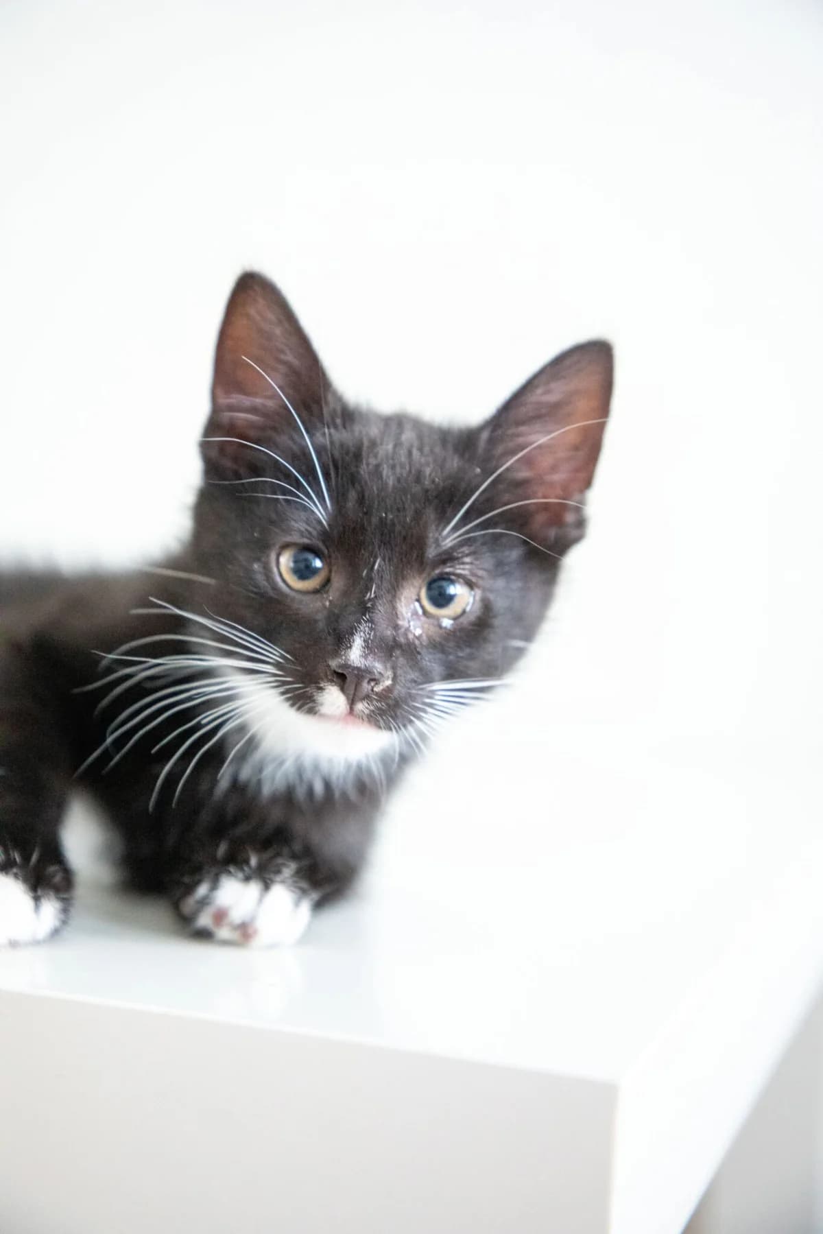 Spader, male mixed breed for adoption at Djurens Vanner Goteborg