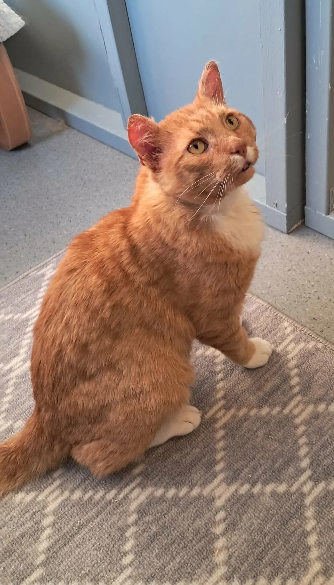 Svea och Agnes, svart 4yo mixed breed for adoption at Djurens Vanner Goteborg