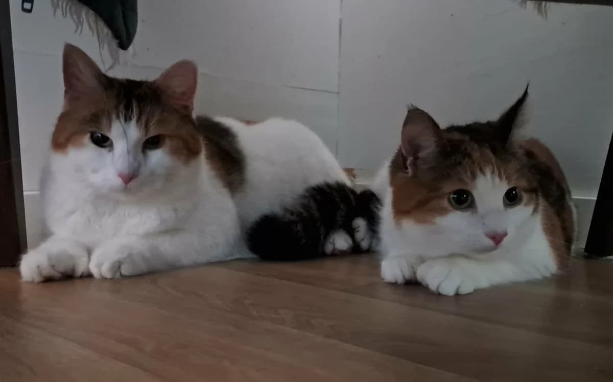 Tiger(tingad), female mixed breed for adoption at Djurens Vanner Goteborg, Djurens Vanner Goteborg