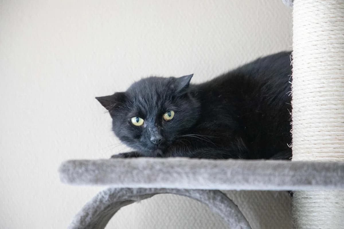 Triss, female mixed breed for adoption at Djurens Vanner Goteborg