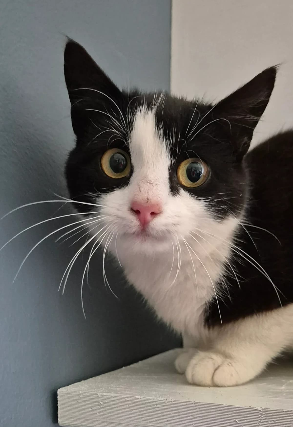 Verna, female mixed breed for adoption at Djurens Vanner Goteborg