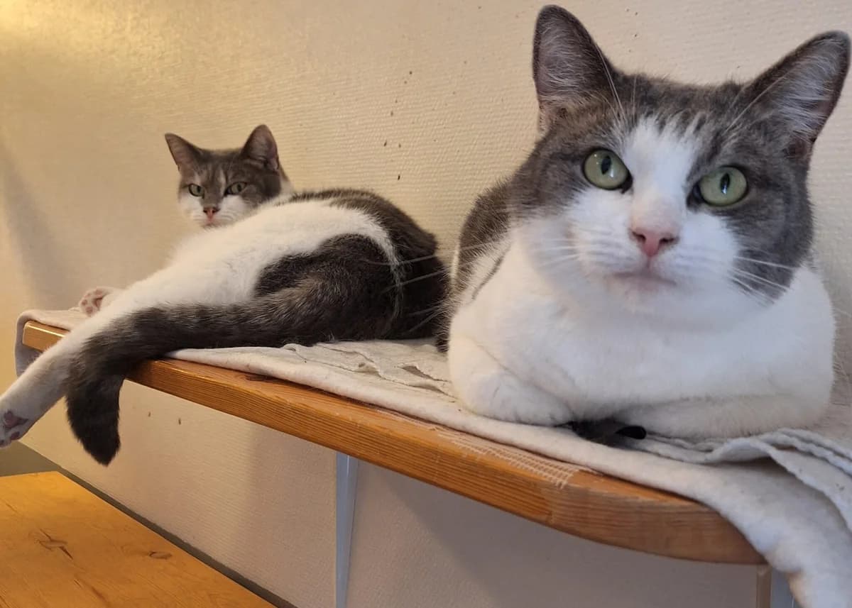 Kakan, male mixed breed for adoption at Djurens Vanner Goteborg