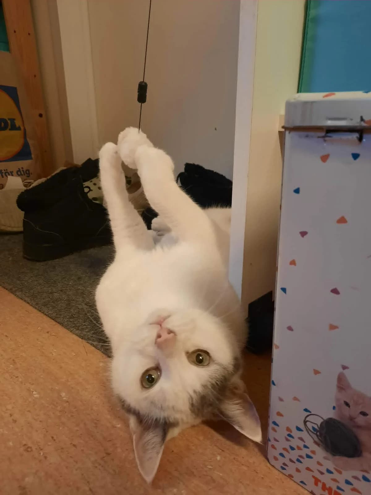 Messie och Moltas, vit male mixed breed for adoption at Djurens Vanner Goteborg