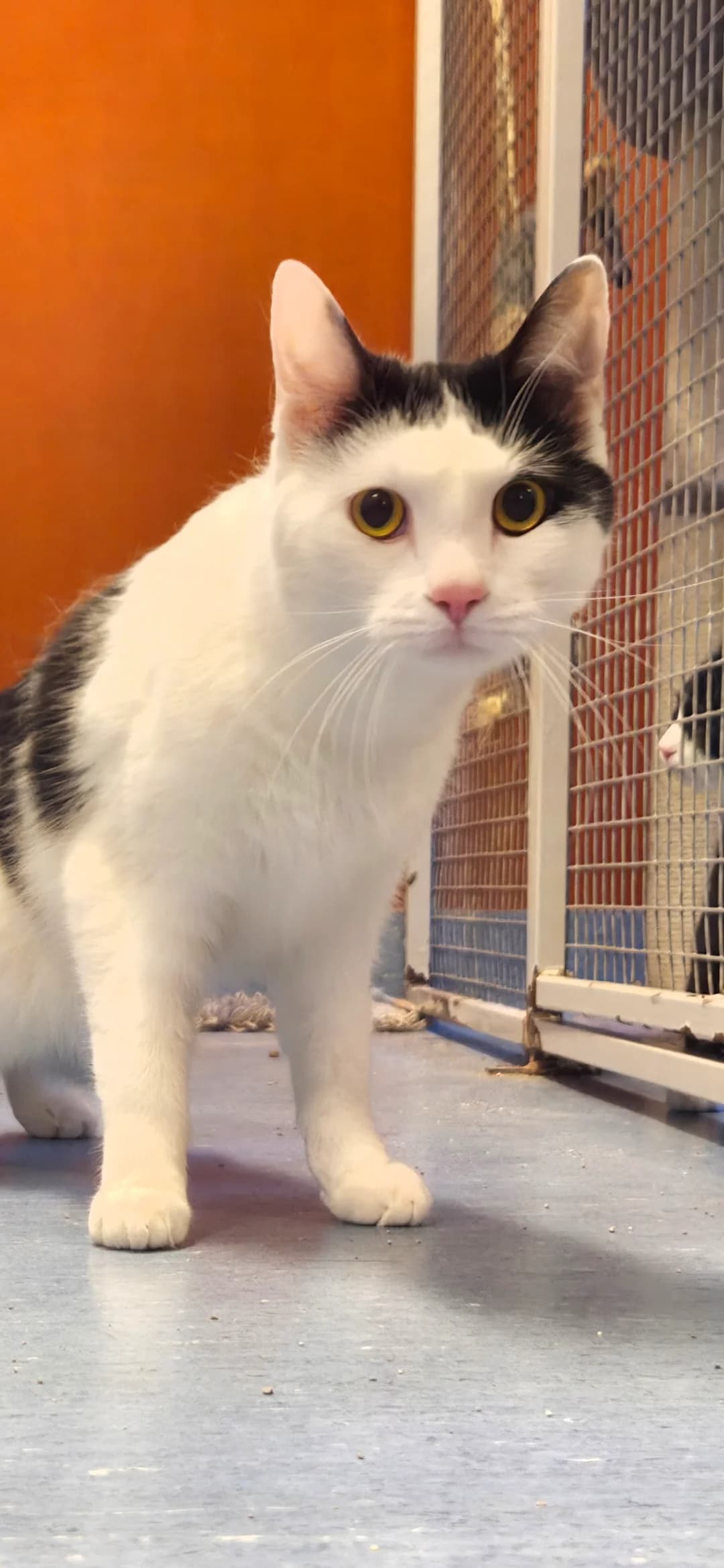 Beppe, young Mixed Breed for adoption at Djurhemmet i Aggarp, 233 93 Svedala