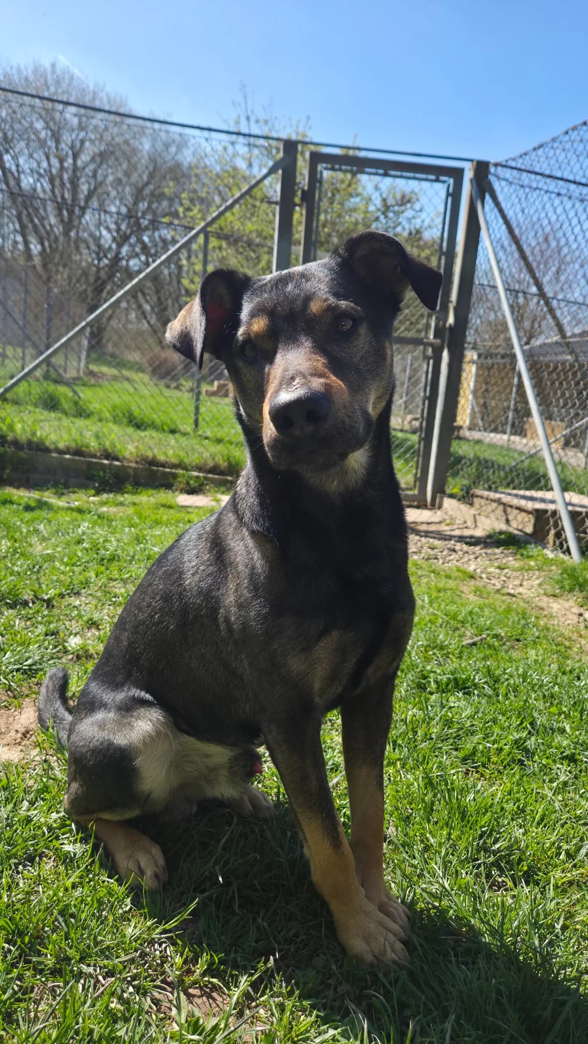 Allan, young Mixed Breed for adoption at Djurhemmet i Aggarp, Svedala