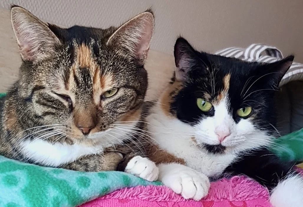 Tassebokatter, Mixed Breed for adoption at Stiftelsen Djurhemmet Tassebo