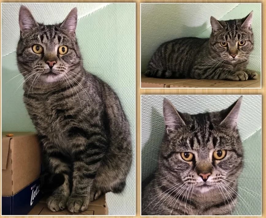 Baloo, male Mixed Breed for adoption at Stiftelsen Djurhemmet Tassebo