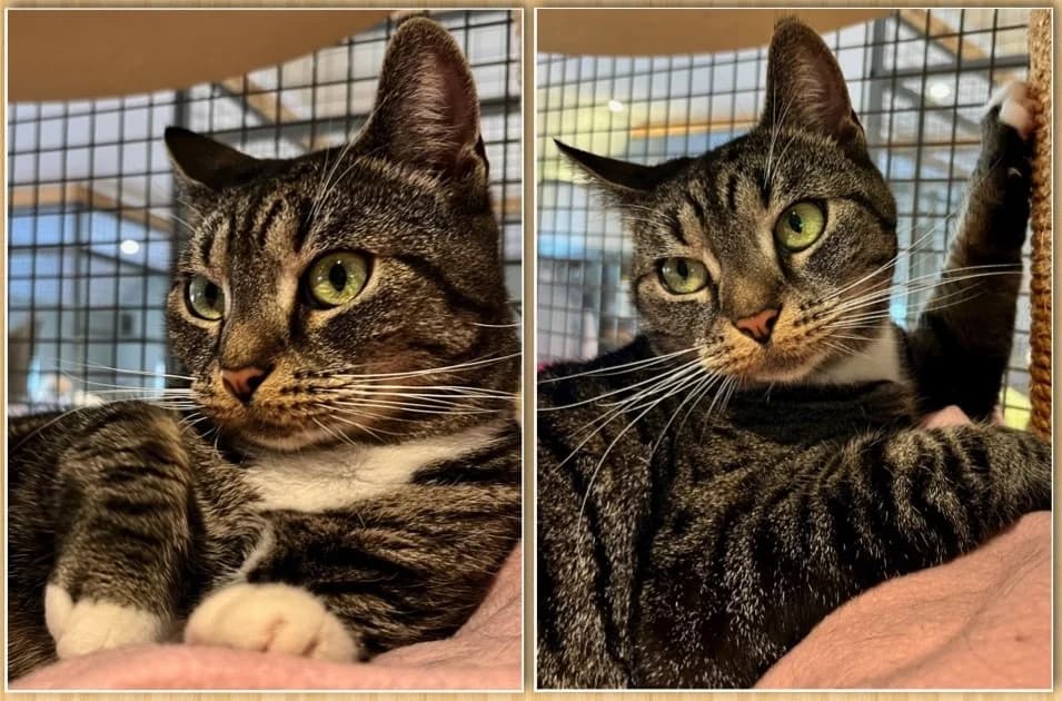 Simbi, female Mixed Breed for adoption at Stiftelsen Djurhemmet Tassebo