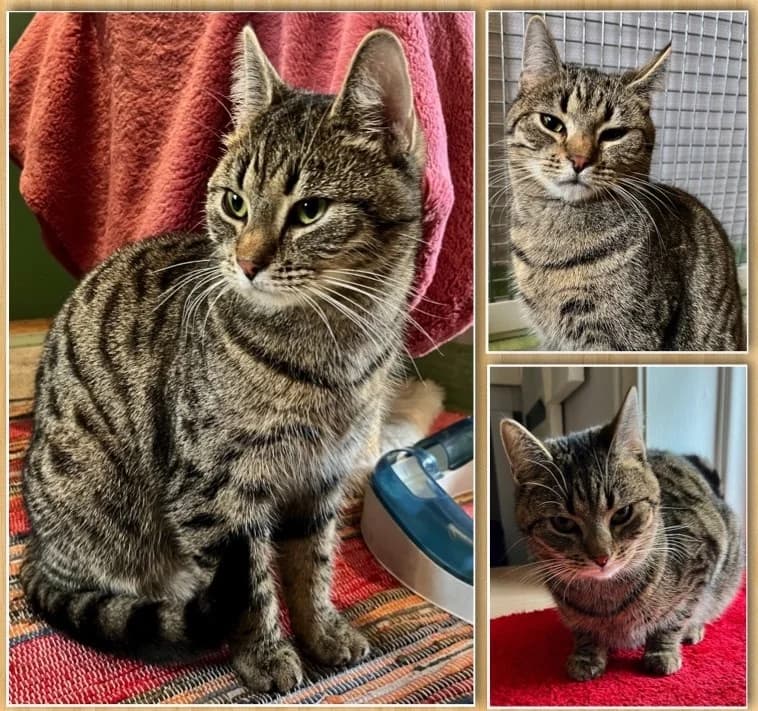 Baloo, male Mixed Breed for adoption at Stiftelsen Djurhemmet Tassebo
