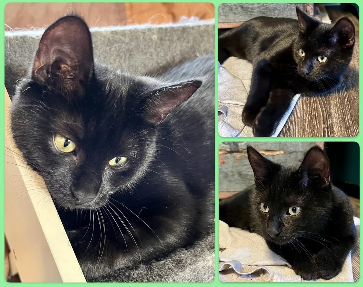 Tassebokatter, Mixed Breed for adoption at Stiftelsen Djurhemmet Tassebo