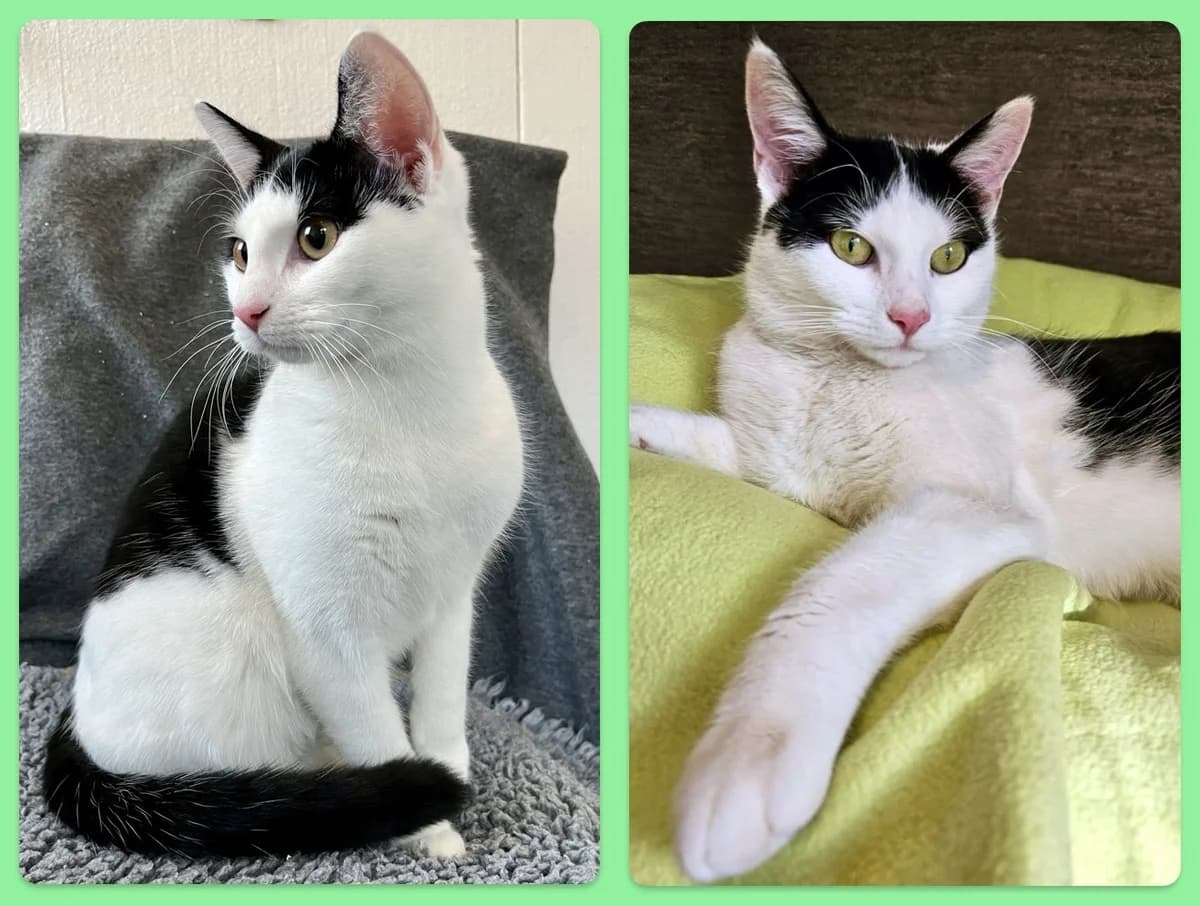 Sirena, female Mixed Breed for adoption at Stiftelsen Djurhemmet Tassebo