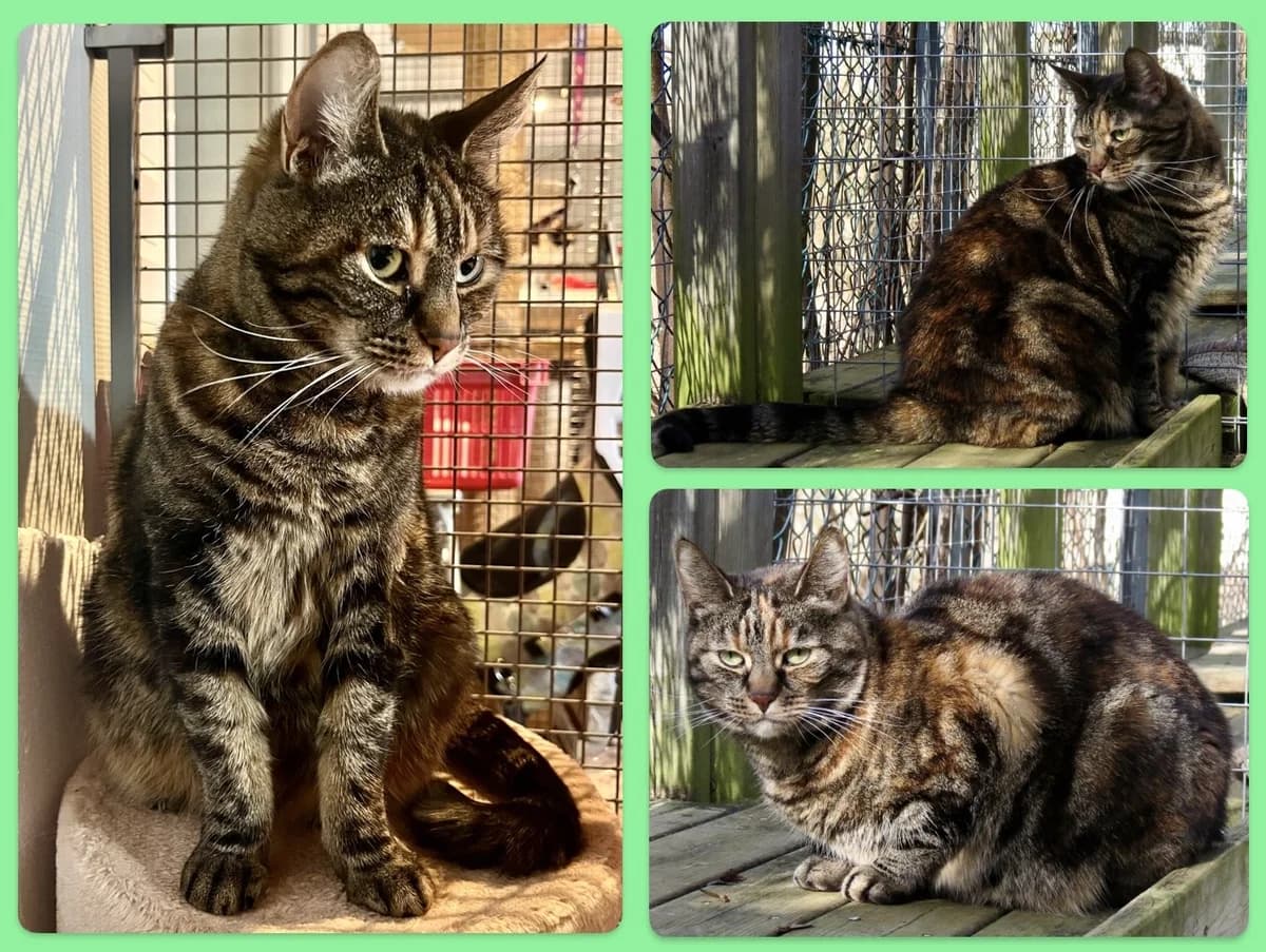 Zoe, svart Mixed Breed for adoption at Stiftelsen Djurhemmet Tassebo