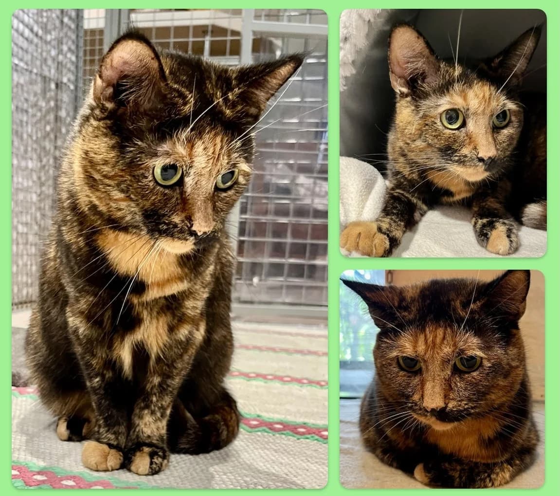 Syren, Mixed Breed for adoption at Stiftelsen Djurhemmet Tassebo