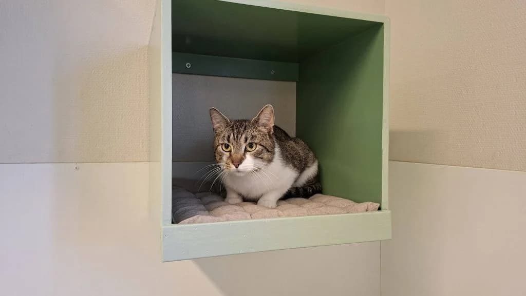 Bamse, female young Mixed Breed for adoption at Djurskyddet Bill & Bull Söderhamn