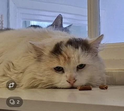 Churro, female young Mixed Breed for adoption at Djurskyddet Bill & Bull Söderhamn