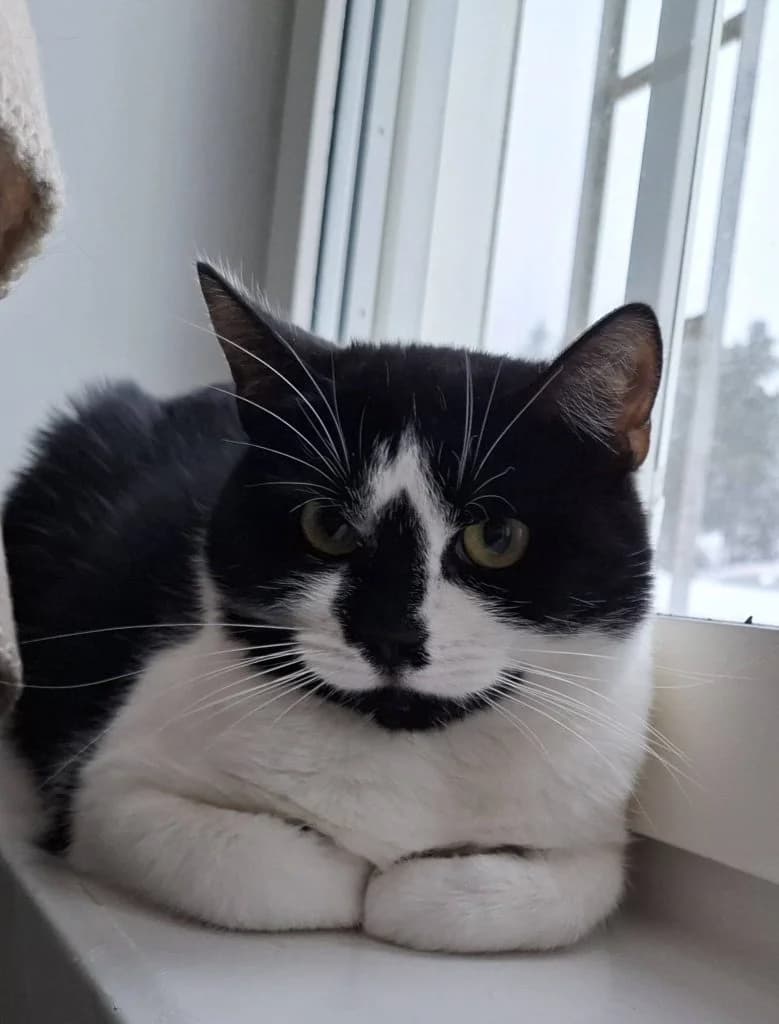 Dahlia, female 3yo Mixed Breed for adoption at Djurskyddet Bill & Bull Söderhamn