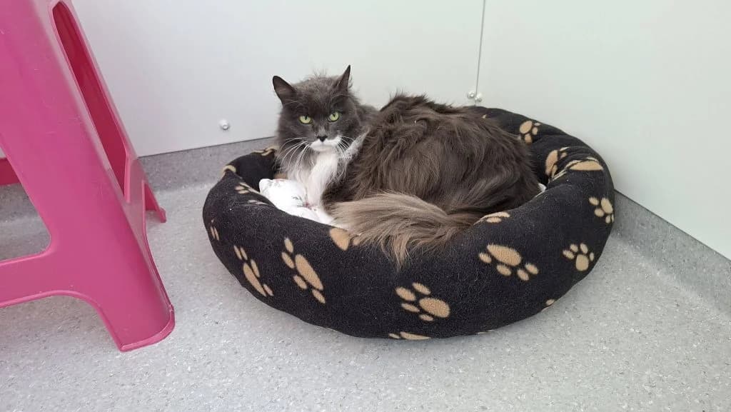 Maja, female 3yo Mixed Breed for adoption at Djurskyddet Bill & Bull Söderhamn