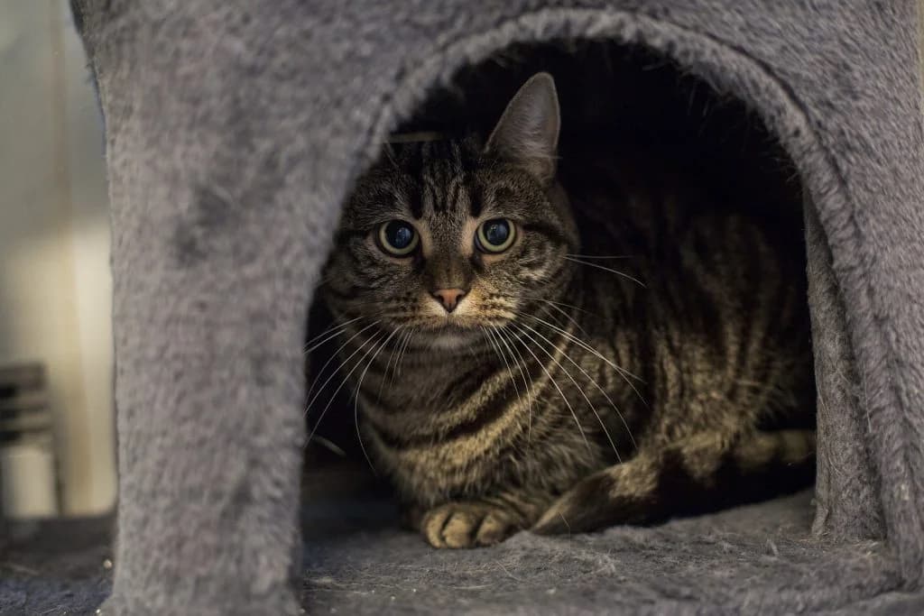 Undis, female 6yo Mixed Breed for adoption at Djurskyddet Bill & Bull Söderhamn