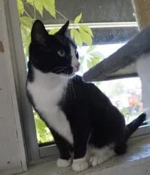 Disa, gra 3yo Mixed Breed for adoption at Djurskyddet Eksjö, Eksjö