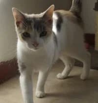 van, 5yo Mixed Breed for adoption at Djurskyddet Eksjö, Eksjö