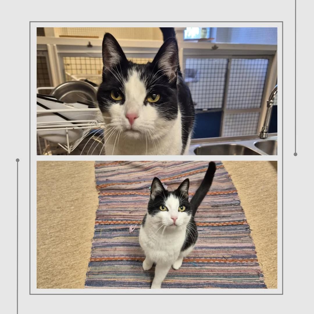 Piff & Puff, Mixed Breed for adoption at Eskilstuna Djurskyddsförening, 633 69 Skogstorp