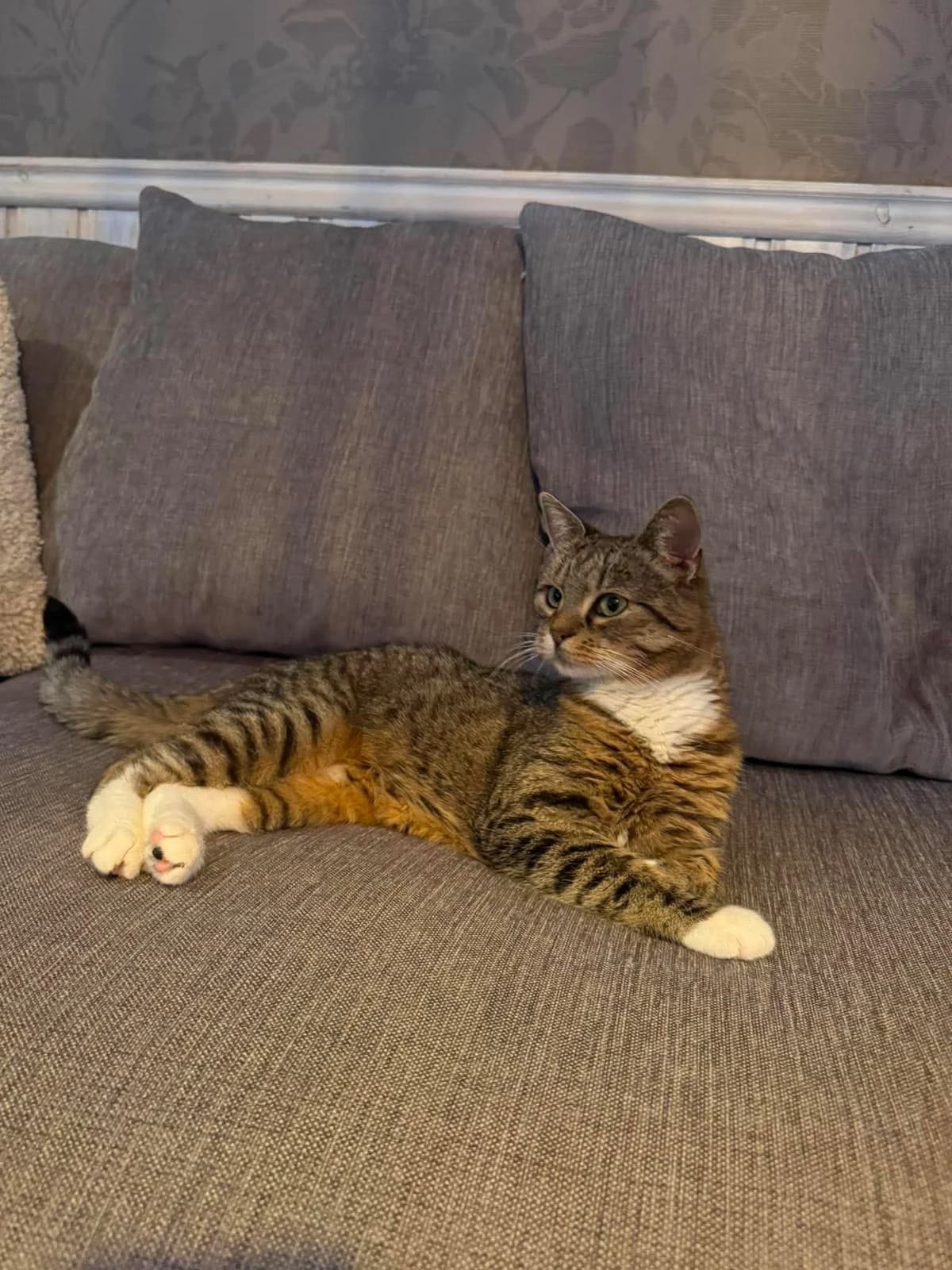 Salsa, female young Mixed Breed for adoption at Djurskyddet Norra Halland, Kungsbacka