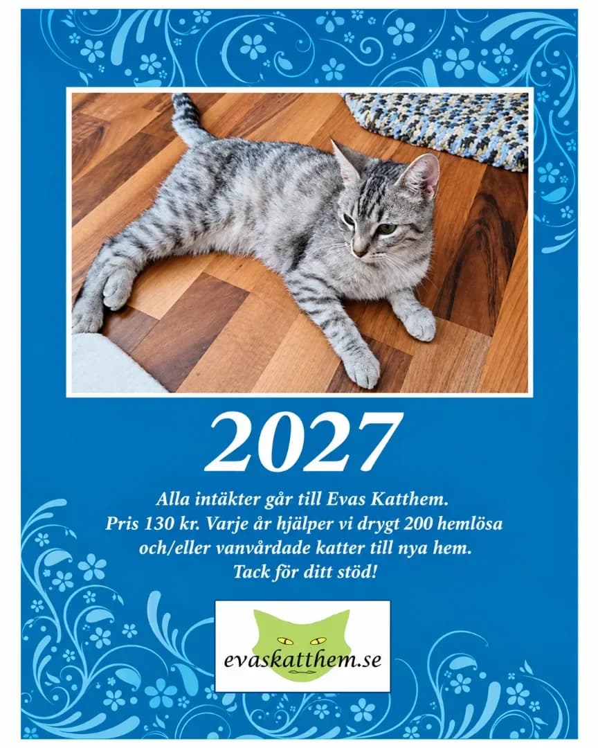 Almanacka 2027, Mixed Breed for adoption at Evas Katthem, Göteborg