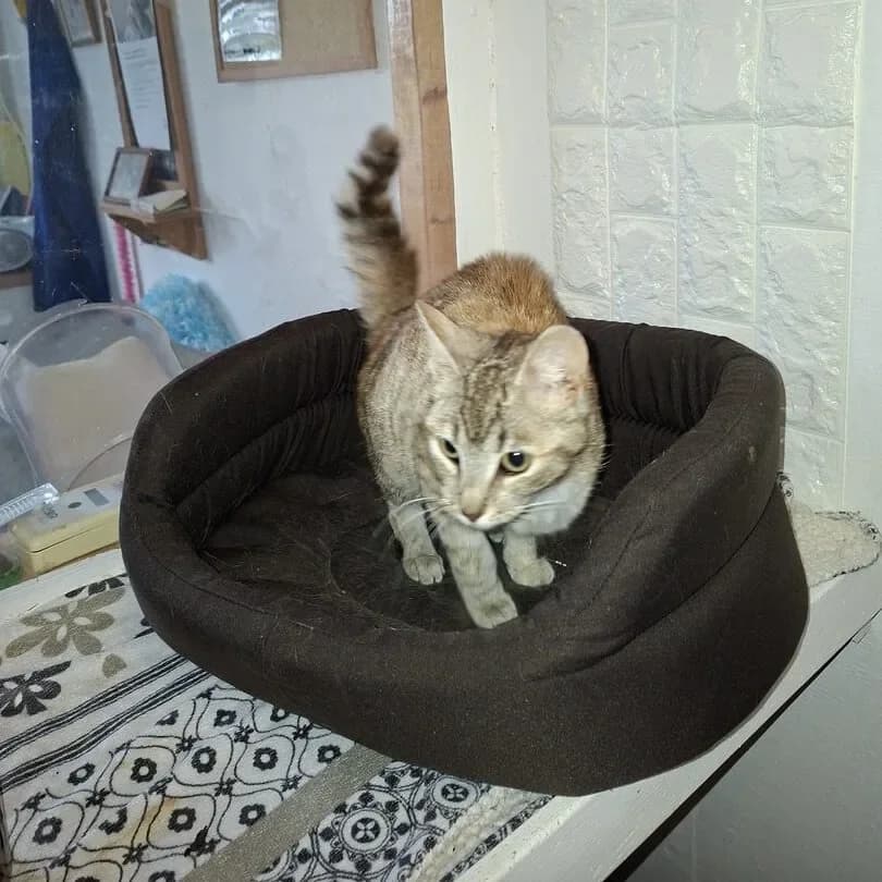 Smira, female young Mixed Breed for adoption at Evas Katthem, Göteborg