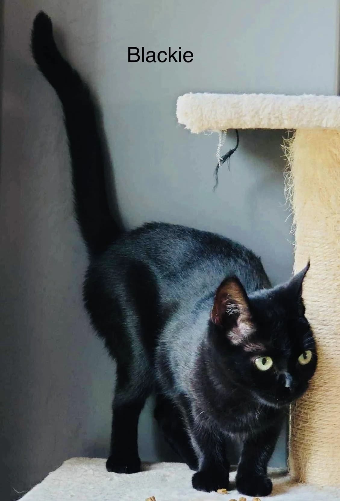 Blackie, svart female 4yo Mixed Breed for adoption at Falkenbergs Djurskyddsförening