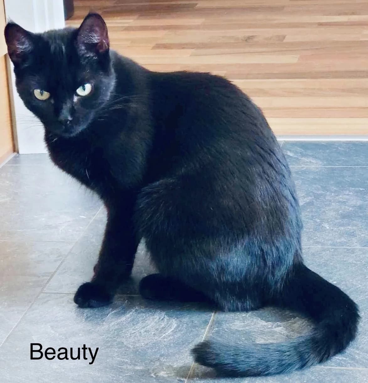 Beauty, female 4yo Mixed Breed for adoption at Falkenbergs Djurskyddsförening