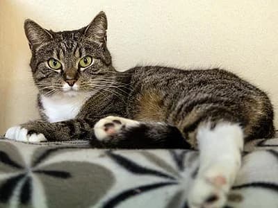 Dior, female 6yo Mixed Breed for adoption at Djurskyddet Fiahemmet Norrköping, Norrköping
