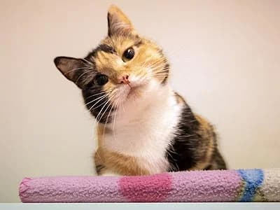 Marit, female young Mixed Breed for adoption at Djurskyddet Fiahemmet Norrköping, Norrköping