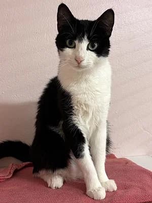Marja, female young Mixed Breed for adoption at Djurskyddet Fiahemmet Norrköping, Norrköping