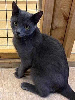 Ozzy, male young Mixed Breed for adoption at Djurskyddet Fiahemmet Norrköping, Norrköping