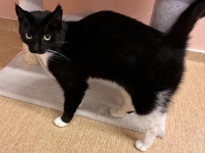 Våga, female 4yo Mixed Breed for adoption at Djurskyddet Fiahemmet Norrköping, Norrköping