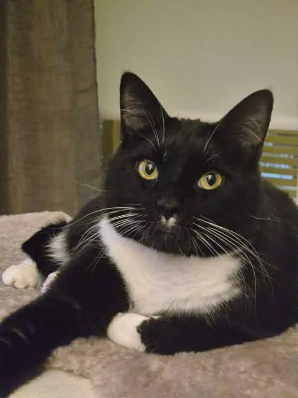 Chaplin & Poppe, 3yo mixed breed for adoption at Föreningen 9 liv Östergötland, Norrköping