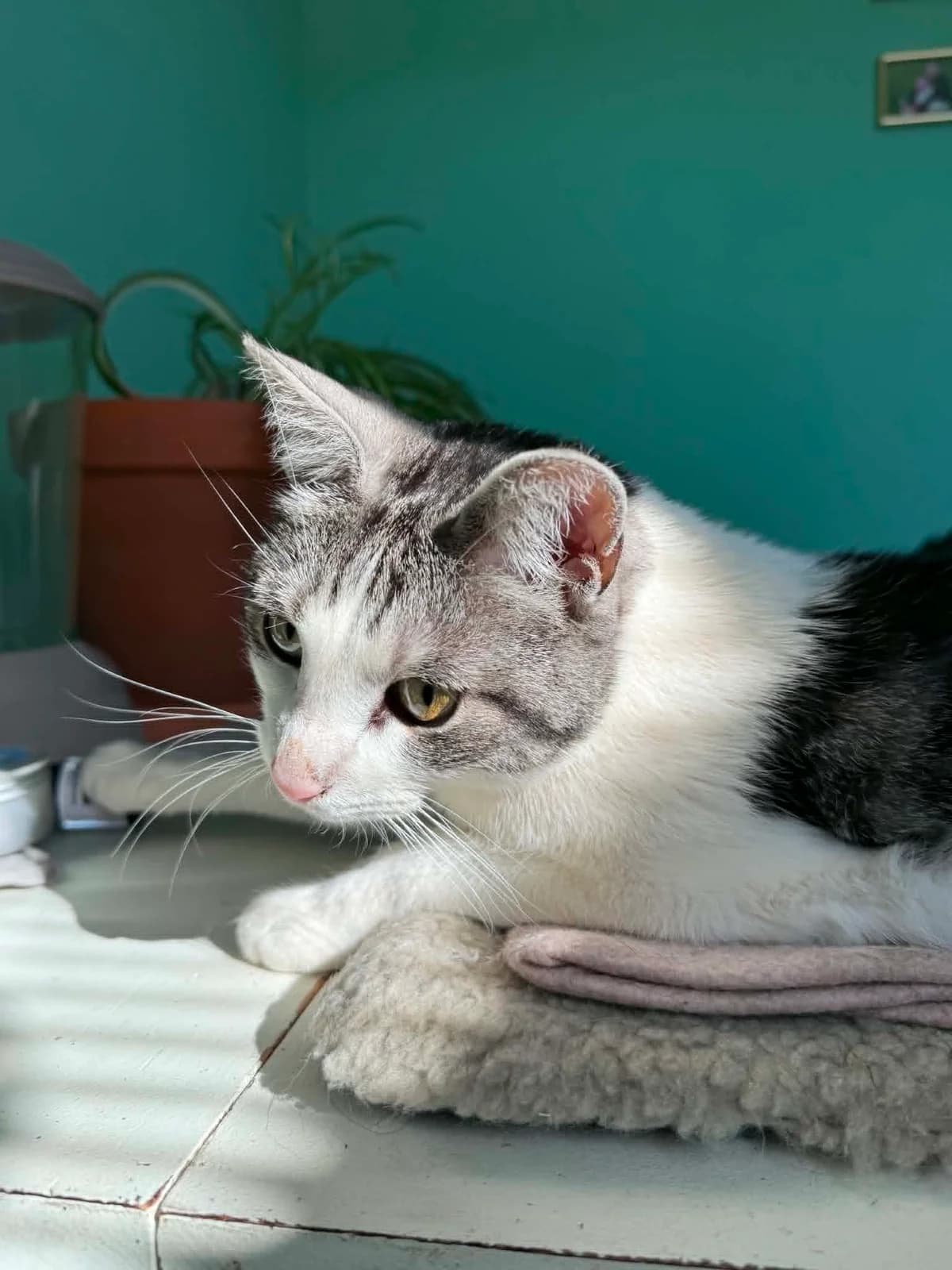 Frans, male 3yo mixed breed for adoption at Föreningen 9 liv Östergötland, Norrköping