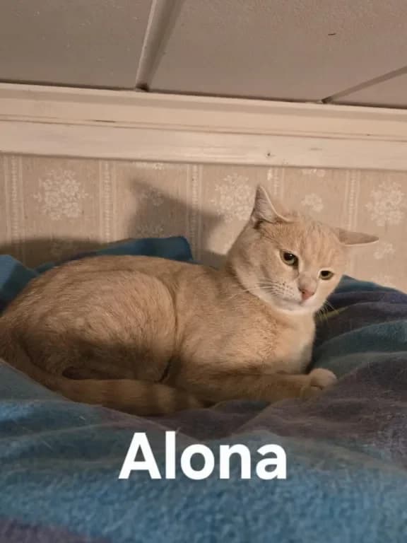 Alona, female 3yo Mixed Breed for adoption at Gästrike Katthem, Valbo