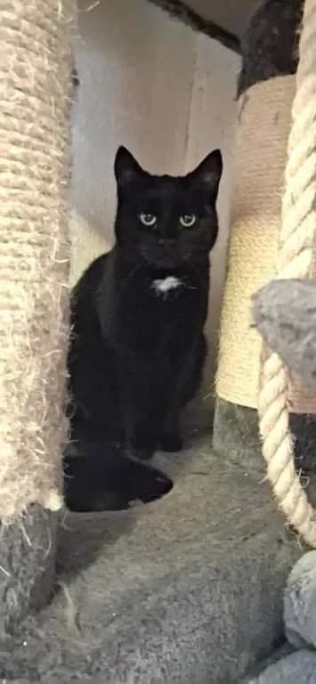 Calypso, female Mixed Breed for adoption at Gästrike Katthem, Valbo