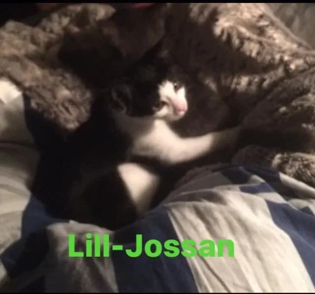 Lill-Jossan, female senior Mixed Breed for adoption at Gästrike Katthem, Valbo